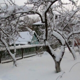 Kora na kruški puca - šta učiniti i kako izliječiti pukotine